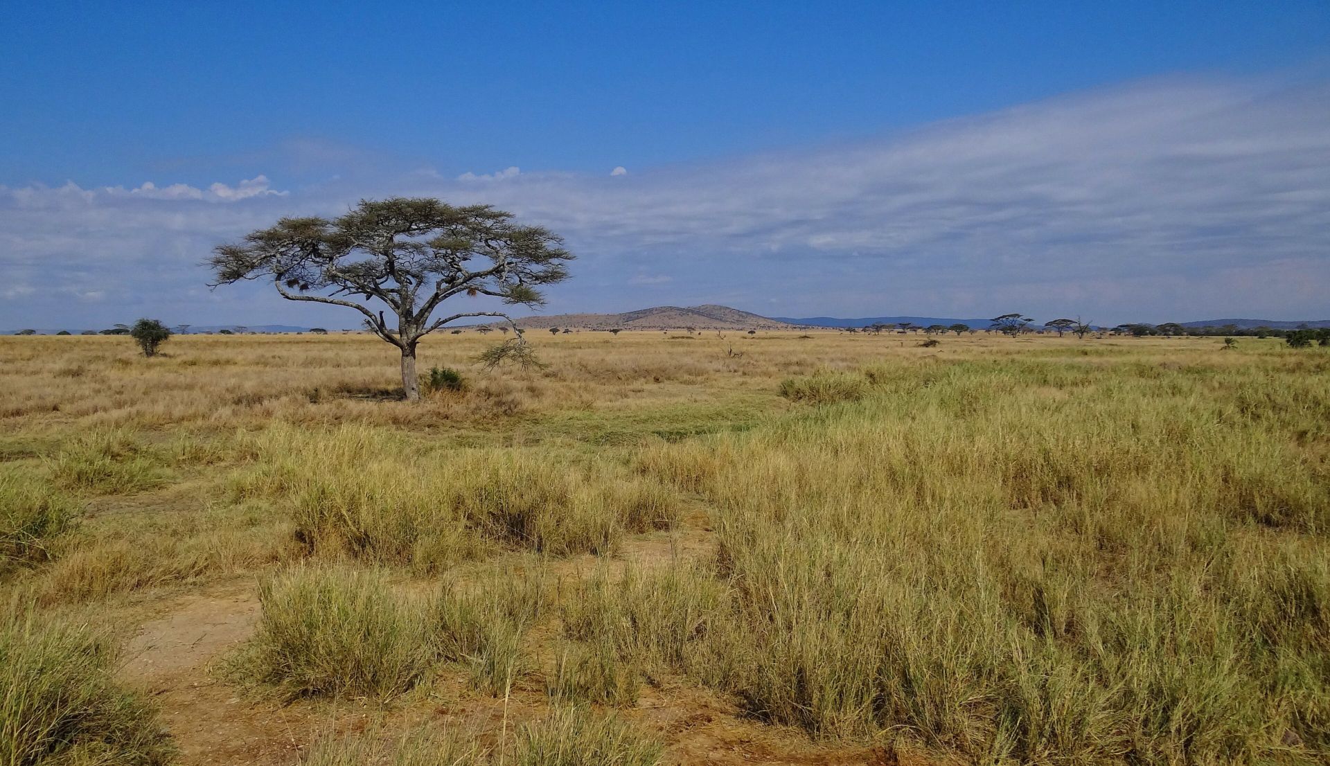 A lone acacia on the golden grass plains of the Serengeti under a wide blue sky