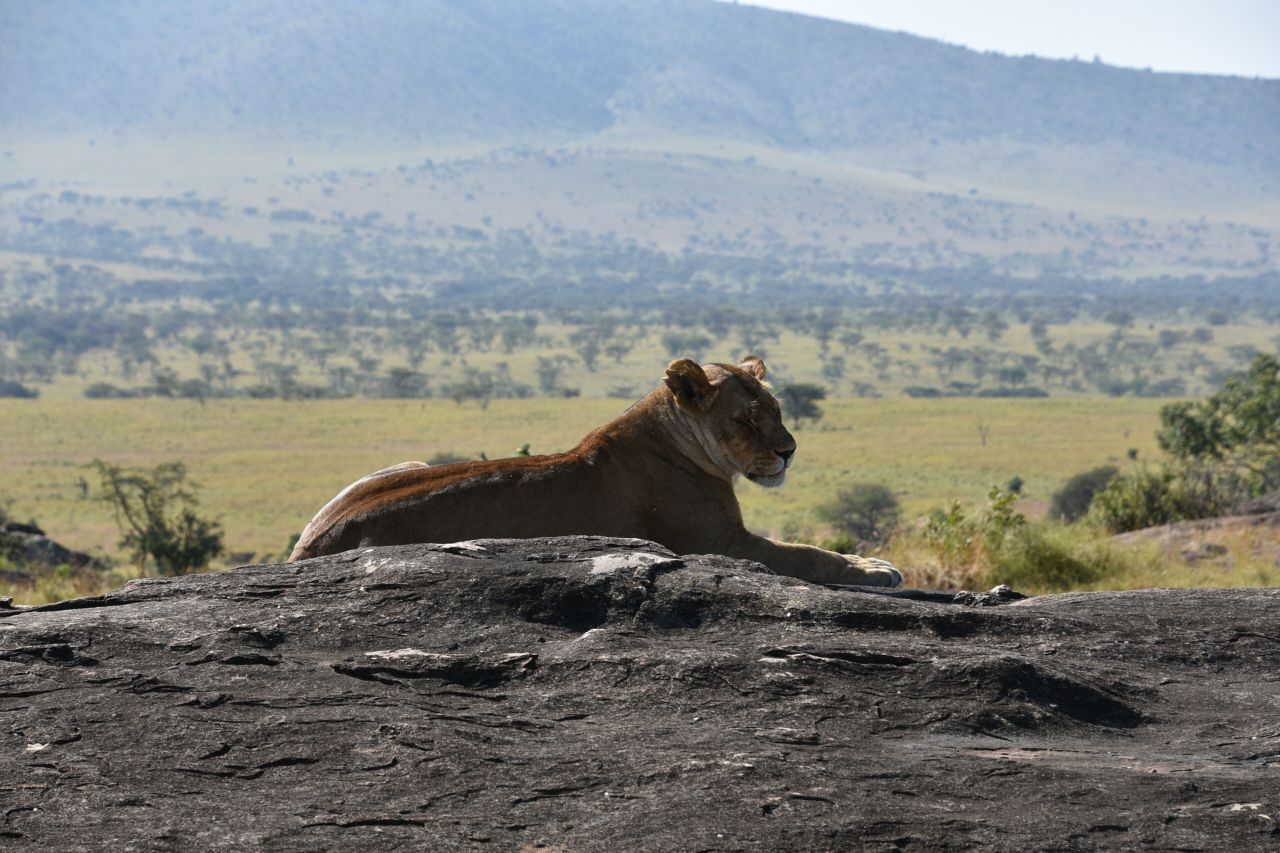 A lioness resting on a granite kopje above the Serengeti plains