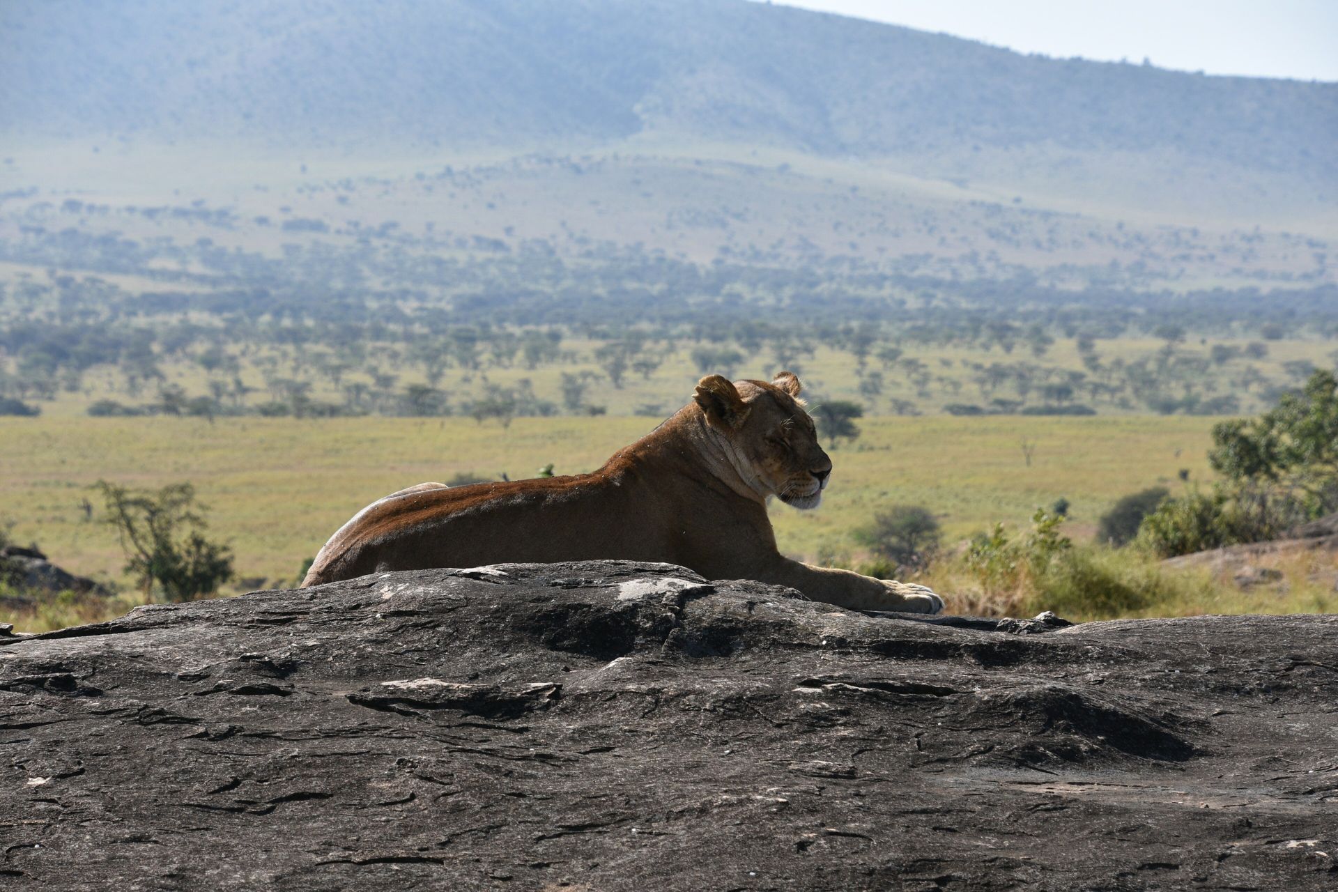 A lioness resting on a granite kopje above the Serengeti plains