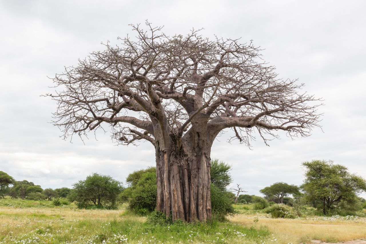 A large baobab tree standing in green Tarangire bush