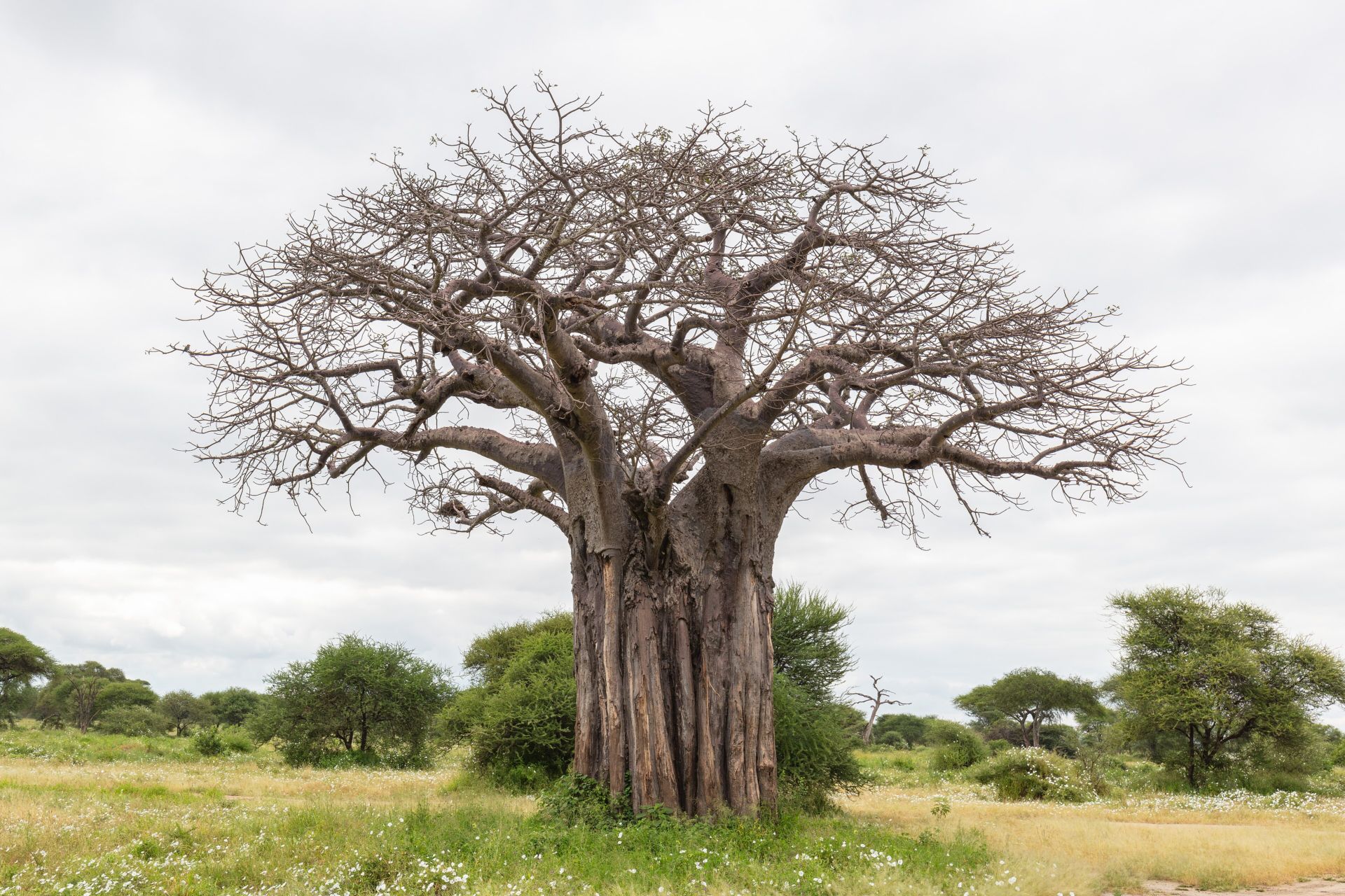 A large baobab tree standing in green Tarangire bush
