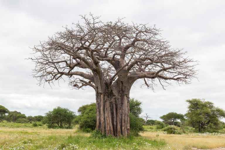 A large baobab tree standing in green Tarangire bush