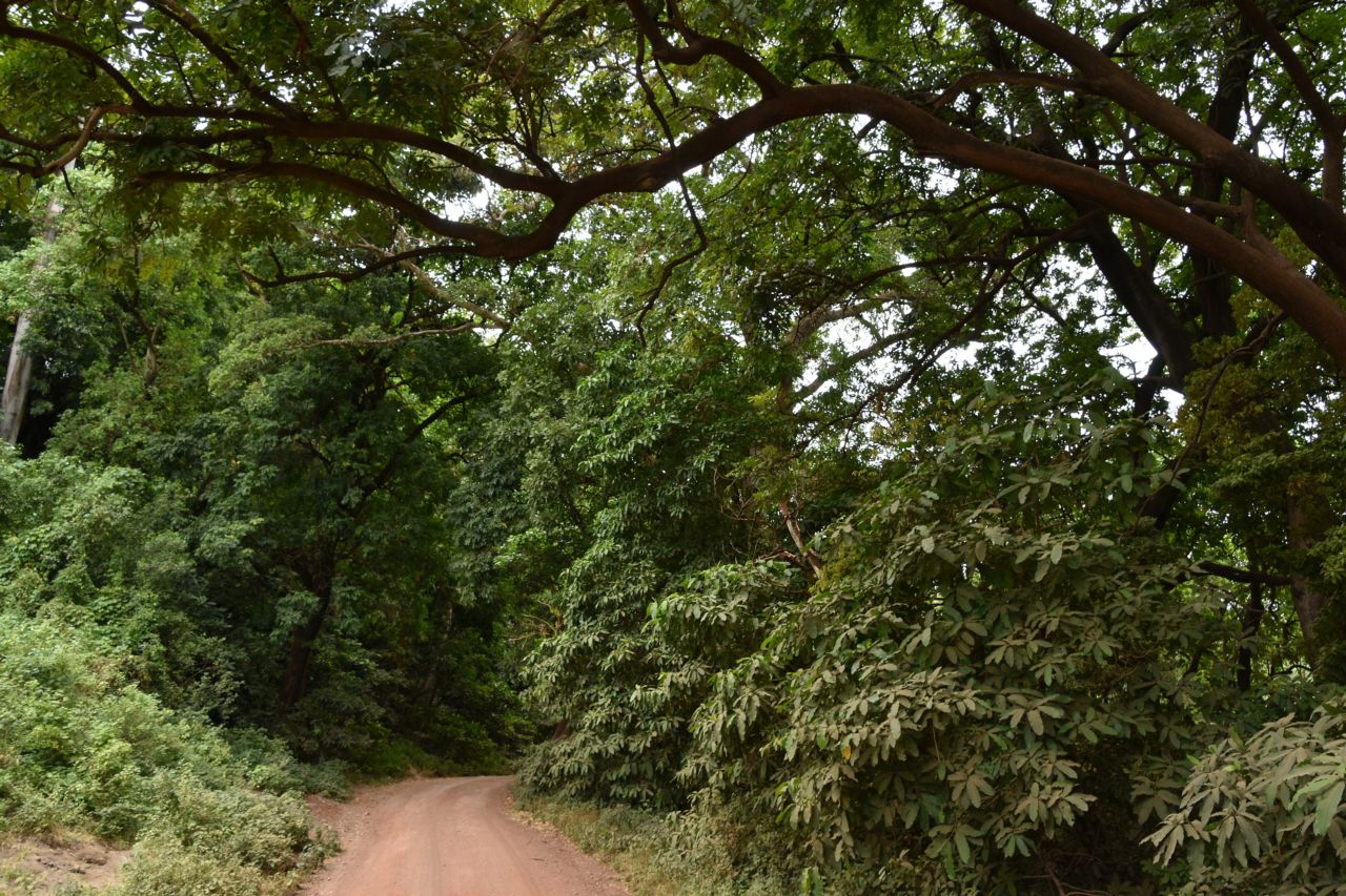 A red dirt track through the groundwater forest of Lake Manyara National Park