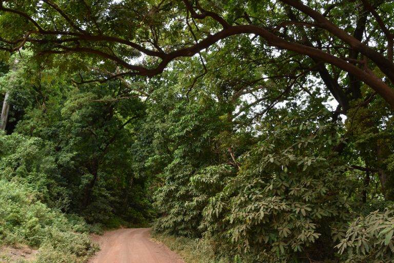 A red dirt track through the groundwater forest of Lake Manyara National Park