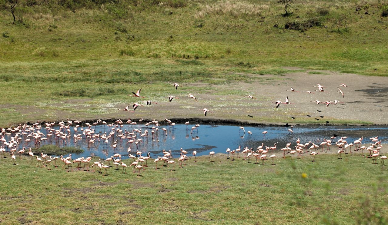 Flamingos feeding at a shallow lake in Arusha National Park