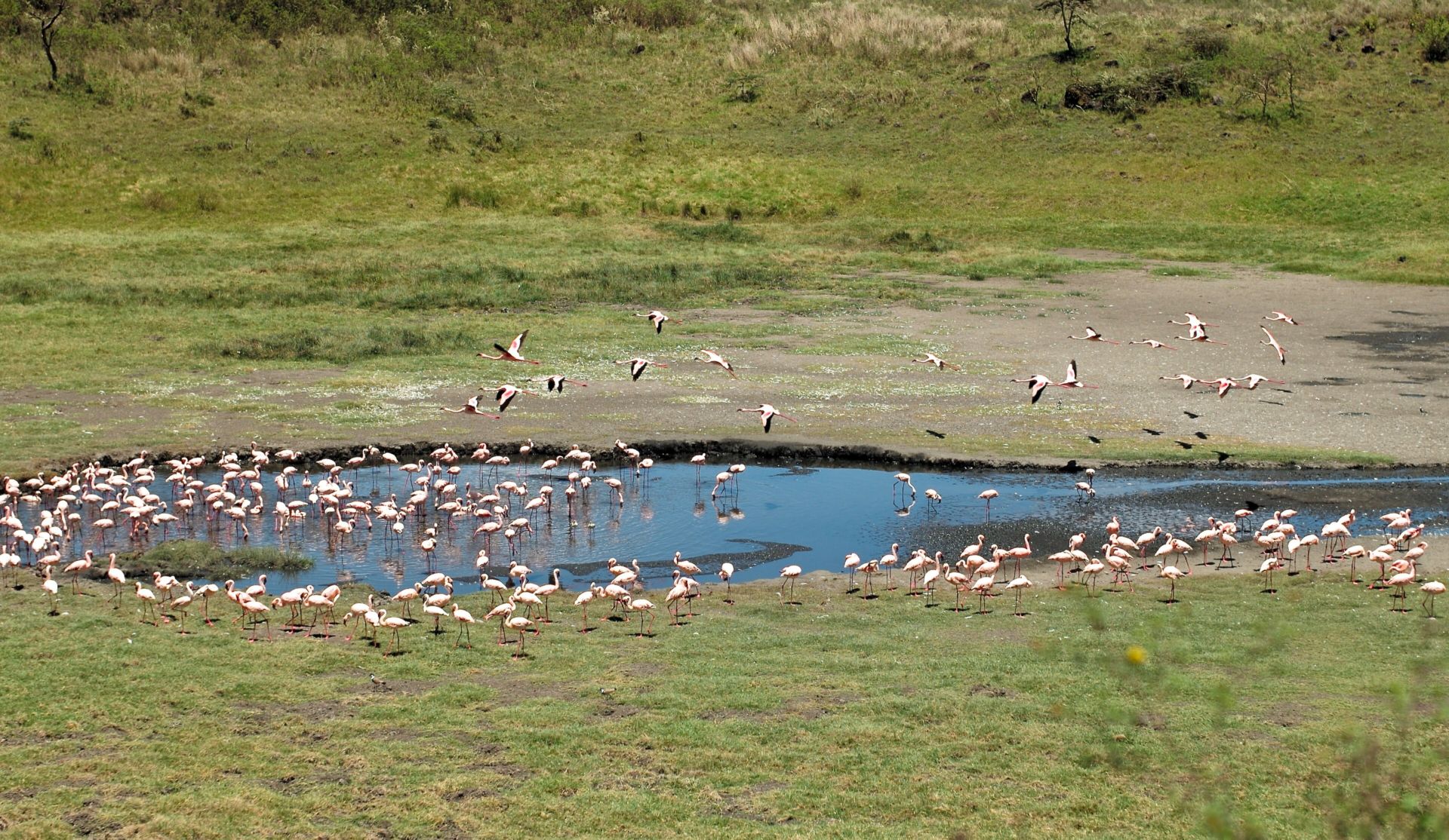 Flamingos feeding at a shallow lake in Arusha National Park