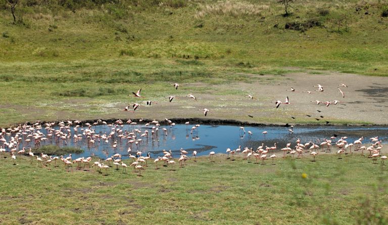 Flamingos feeding at a shallow lake in Arusha National Park