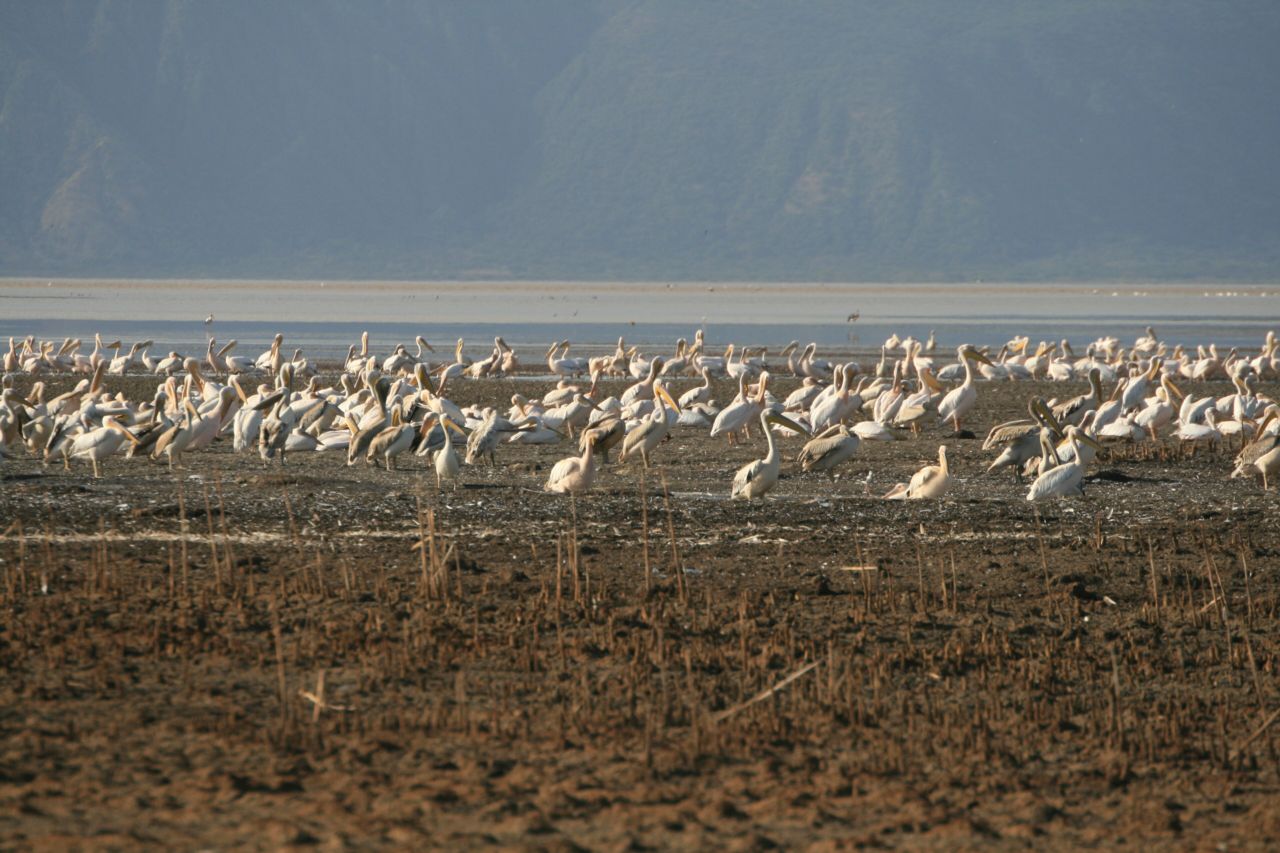 Pelicans gathered on the shore of Lake Eyasi below the escarpment
