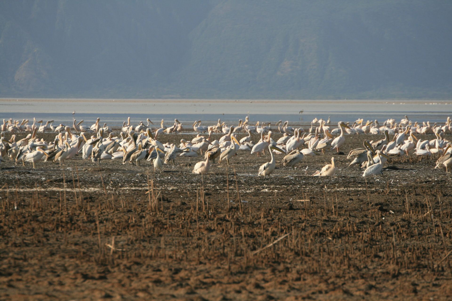 Pelicans gathered on the shore of Lake Eyasi below the escarpment