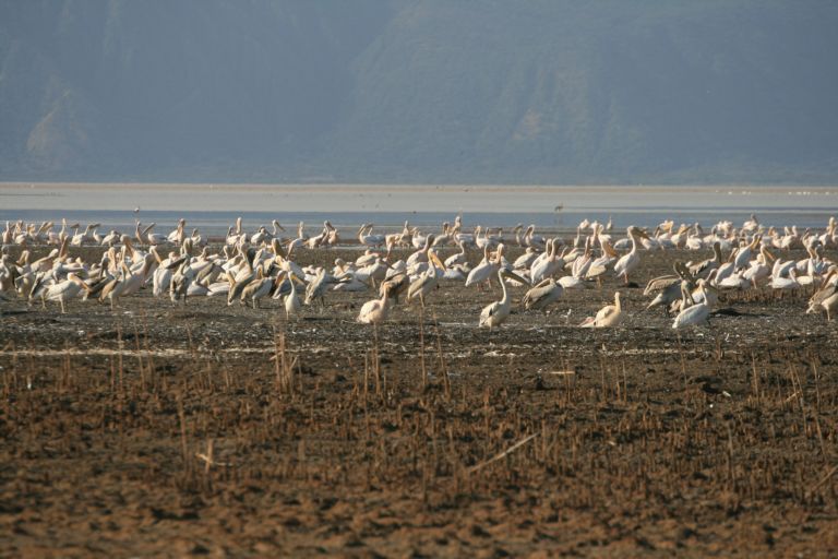 Pelicans gathered on the shore of Lake Eyasi below the escarpment