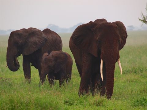 Elephants red with dust standing in green grass