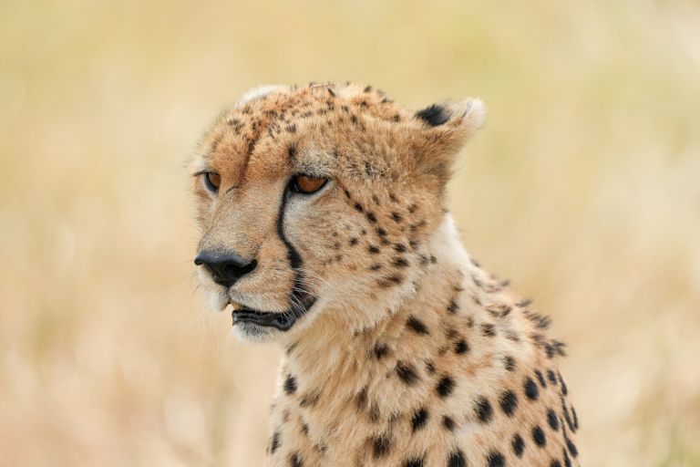 A cheetah looking out over pale grass