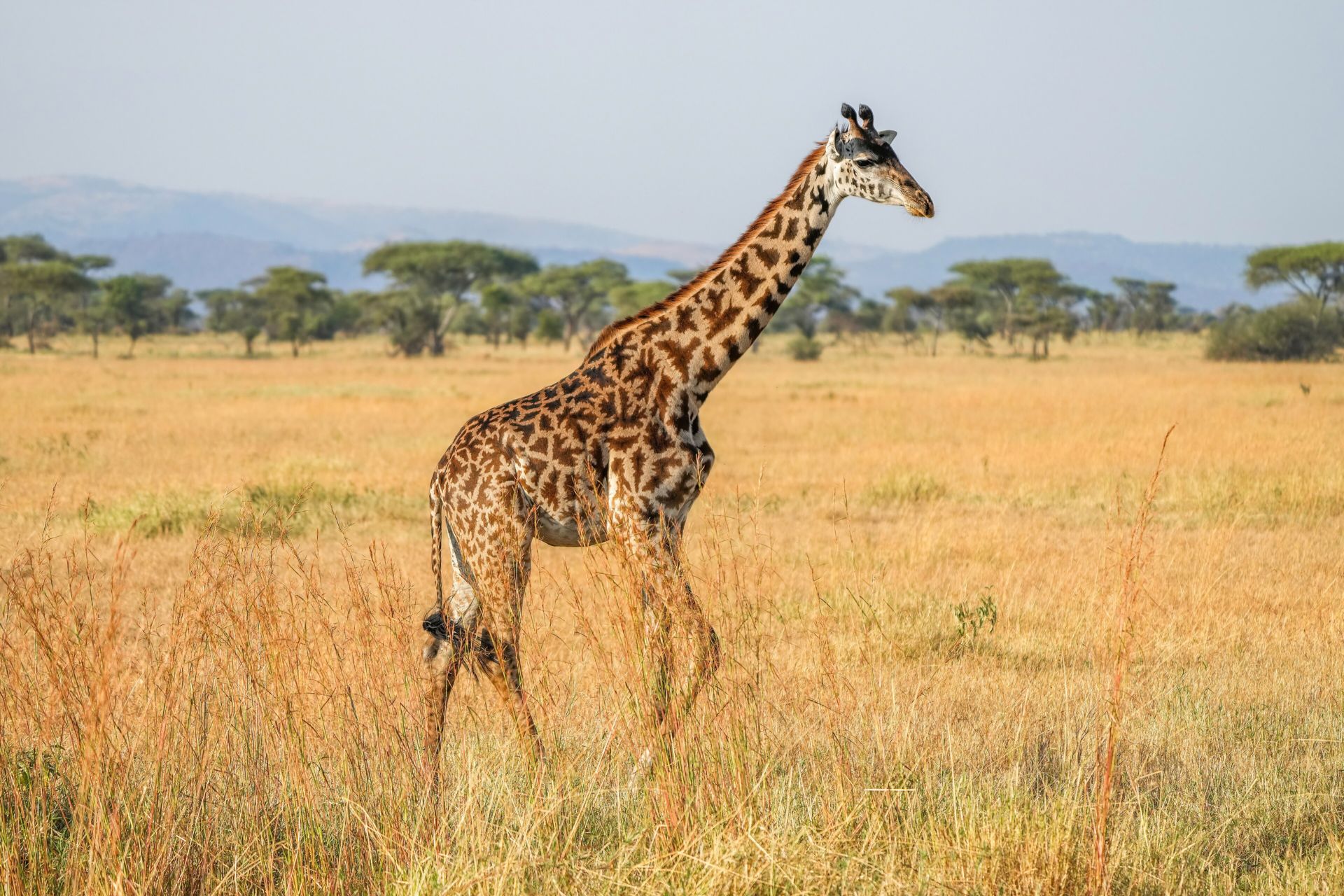 A Masai giraffe walking across golden grassland dotted with acacias