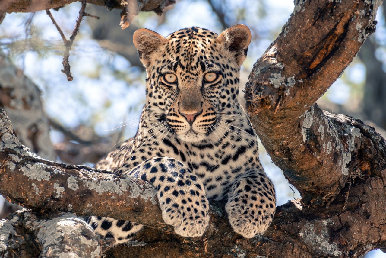 A leopard lying along the branch of a tree, looking at the camera