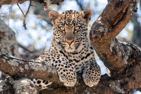 A leopard lying along the branch of a tree, looking at the camera