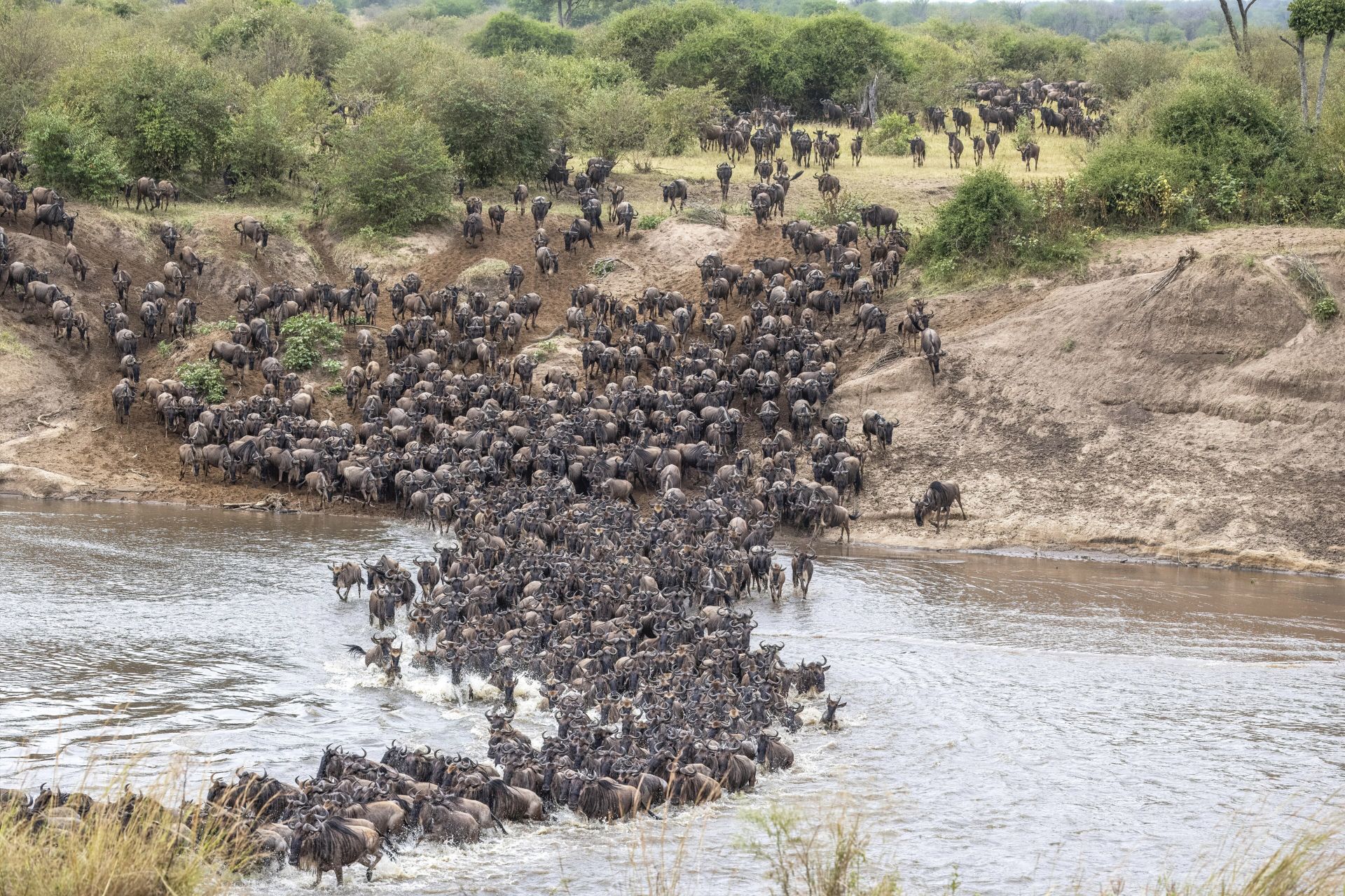 Wildebeest pouring down a steep bank into the Mara River
