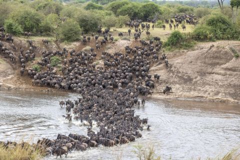 Wildebeest pouring down a steep bank into the Mara River