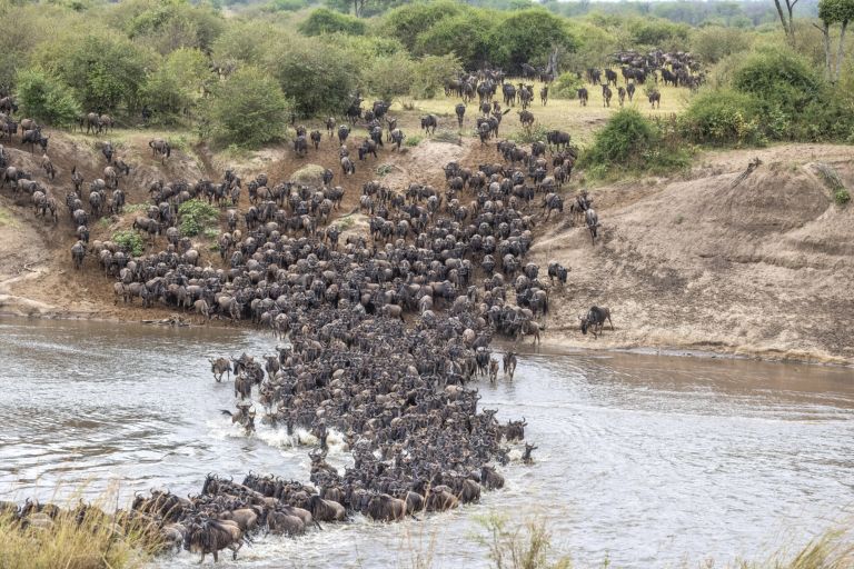Wildebeest pouring down a steep bank into the Mara River