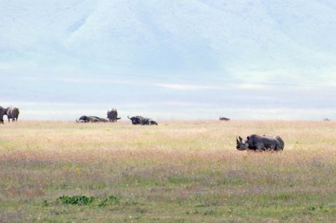 Black rhino grazing on the open floor of Ngorongoro Crater