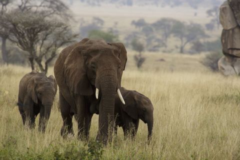 An elephant family with two calves in long Serengeti grass