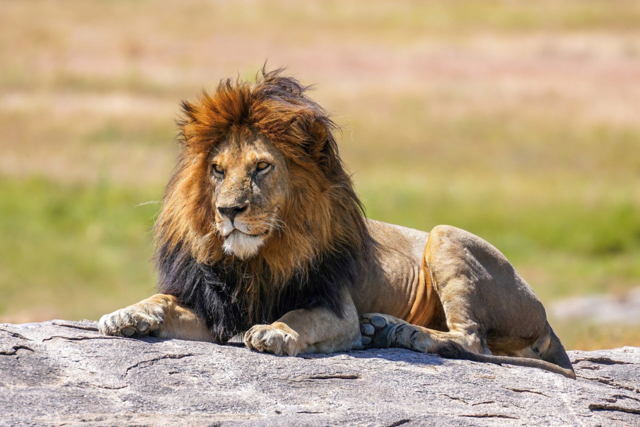 A black-maned lion resting on a rock