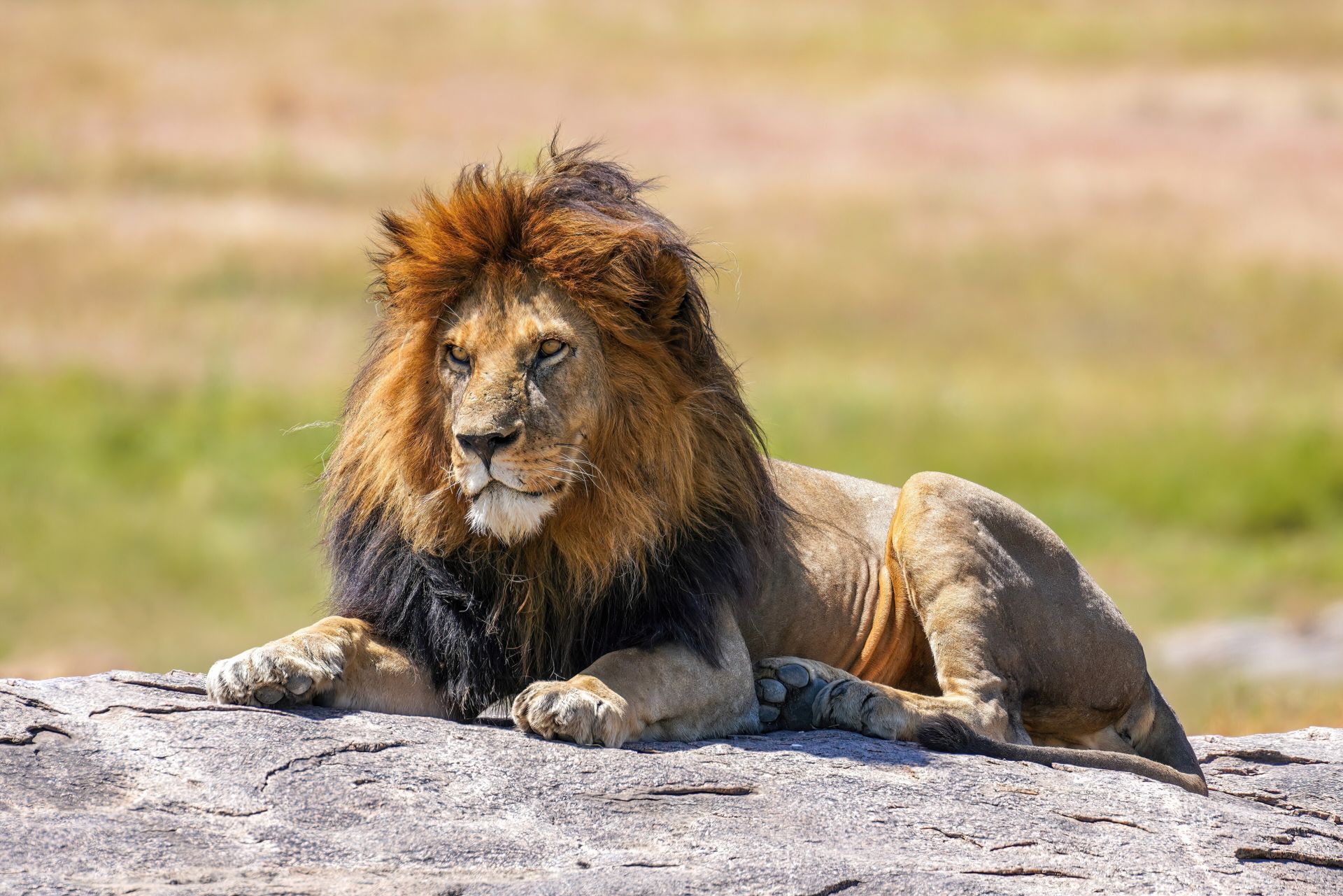 A black-maned lion resting on a rock