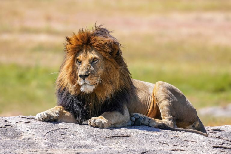 A black-maned lion resting on a rock