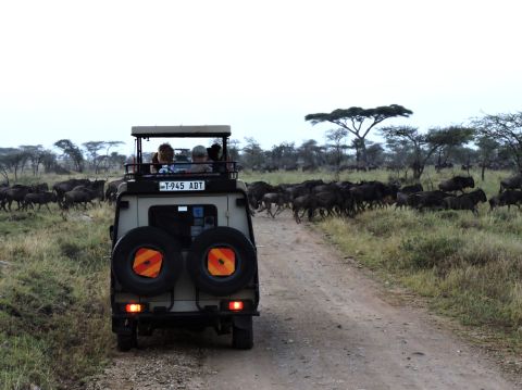 A safari vehicle on a dirt track with buffalo grazing alongside