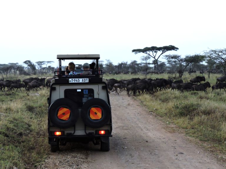 A safari vehicle on a dirt track with buffalo grazing alongside