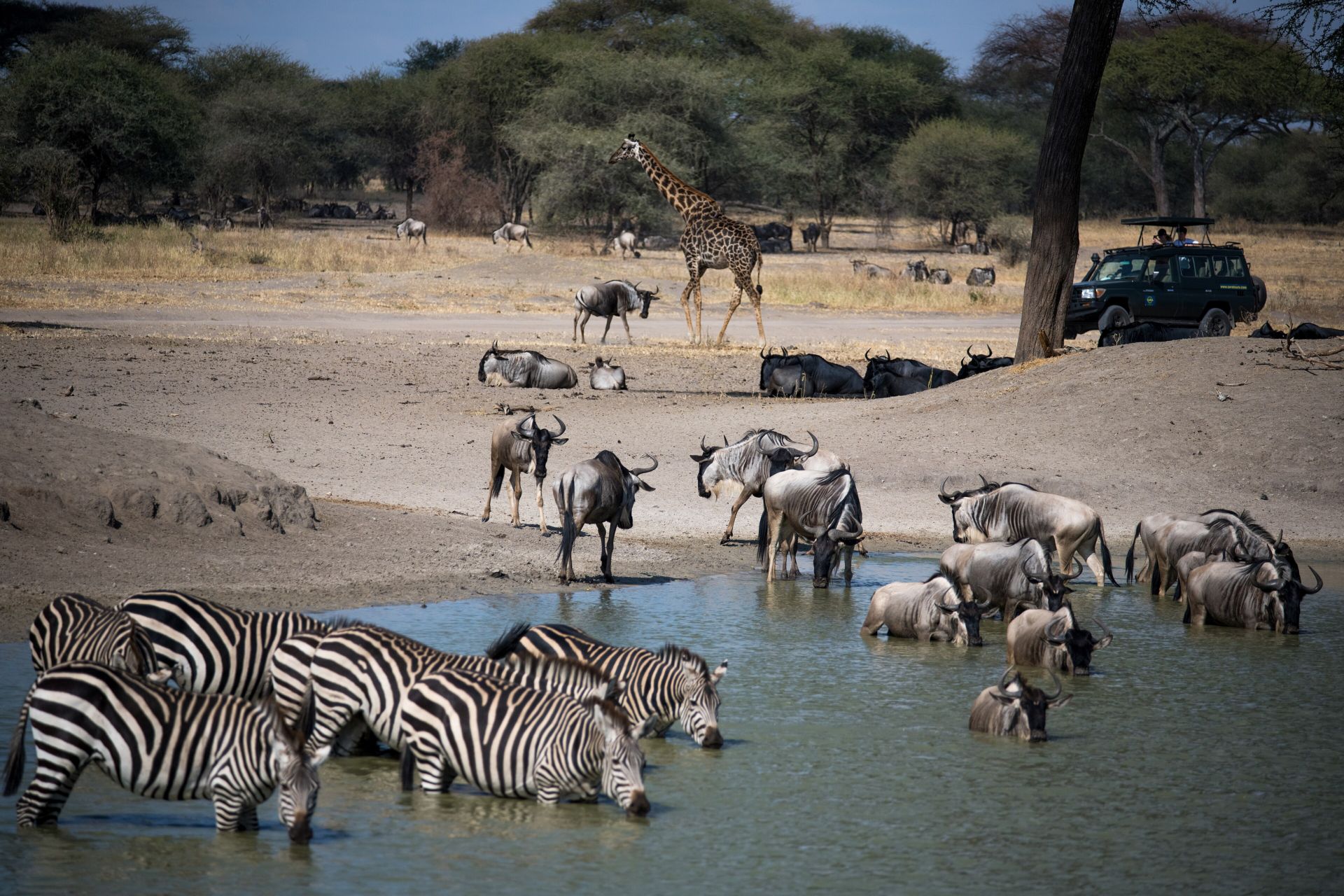 Zebra, wildebeest and a giraffe at a waterhole, with a safari vehicle watching