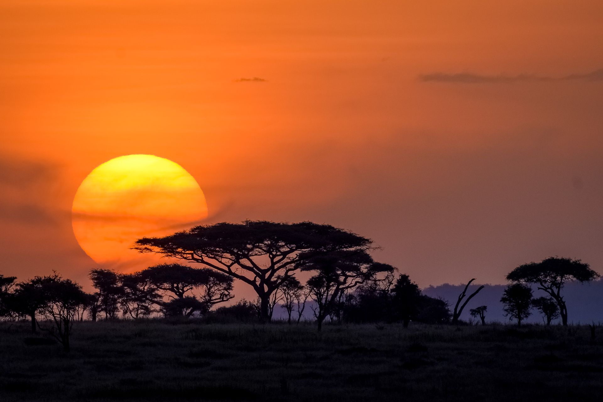 A large orange sun setting behind acacia trees