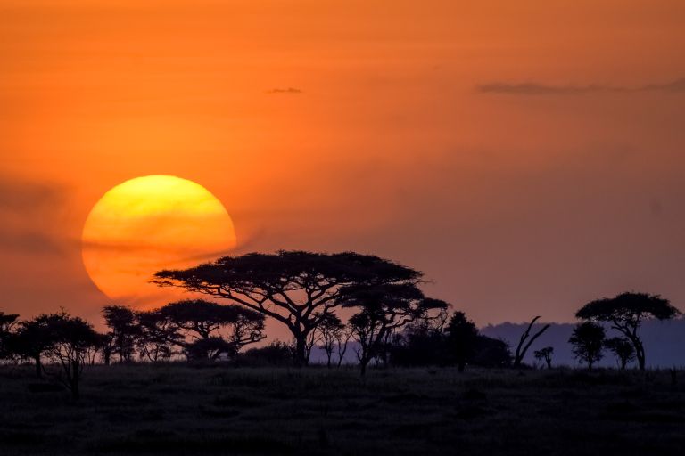 A large orange sun setting behind acacia trees
