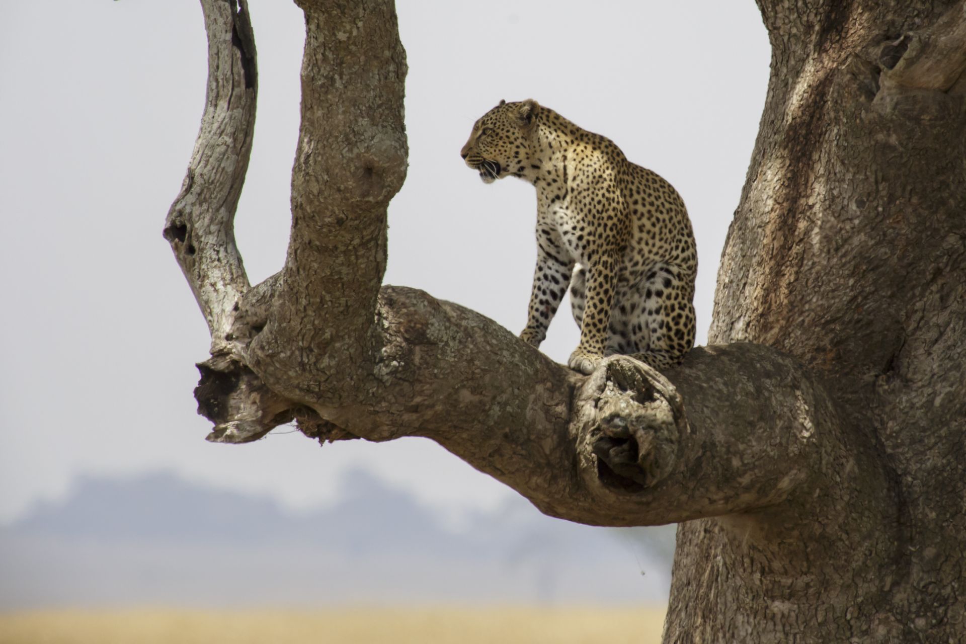 A leopard standing in the fork of a bare tree against a pale sky