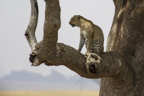 A leopard standing in the fork of a bare tree against a pale sky