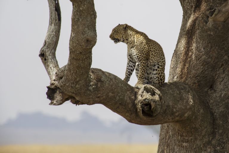 A leopard standing in the fork of a bare tree against a pale sky