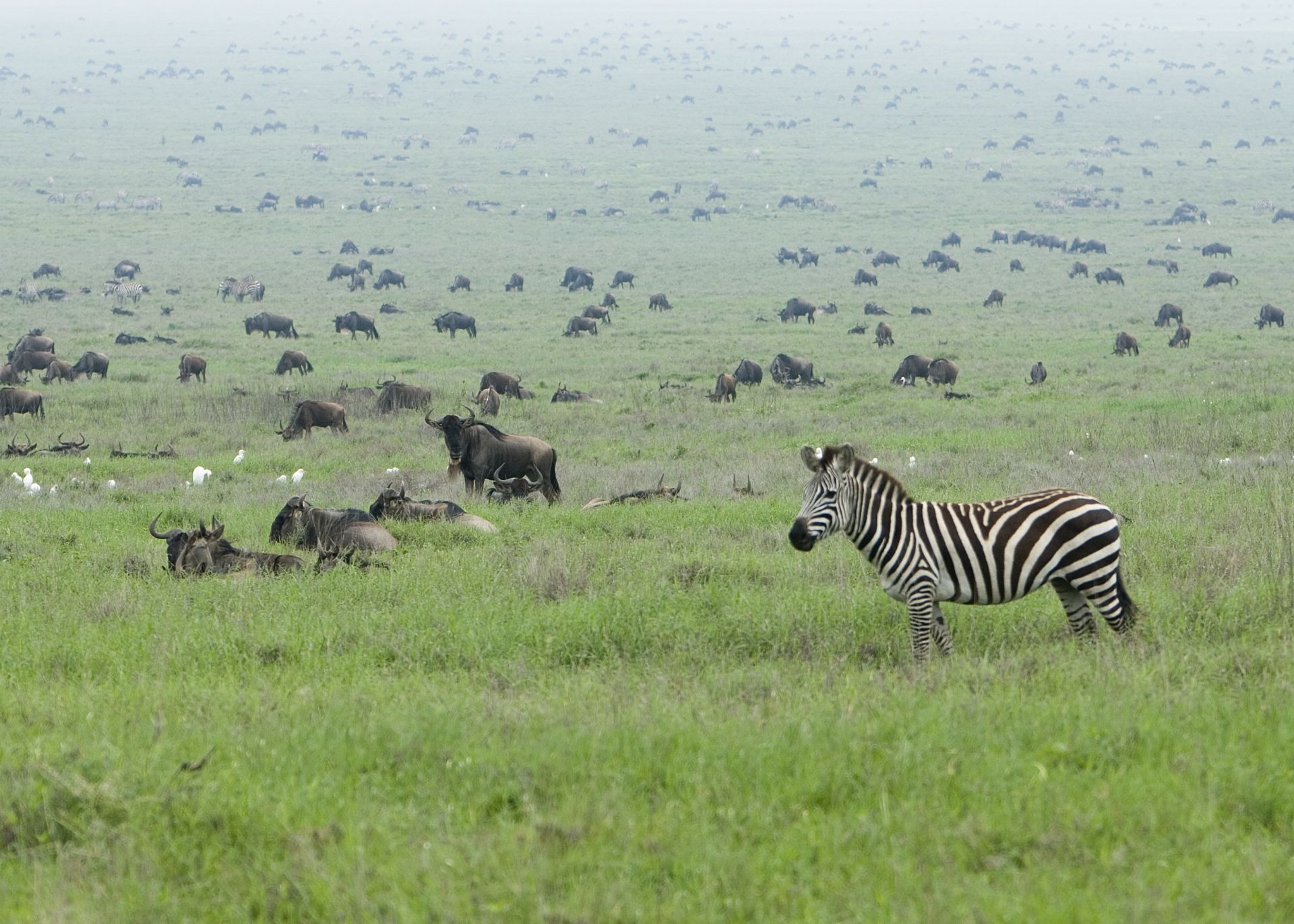 Wildebeest and zebra spread across green plains in the rains