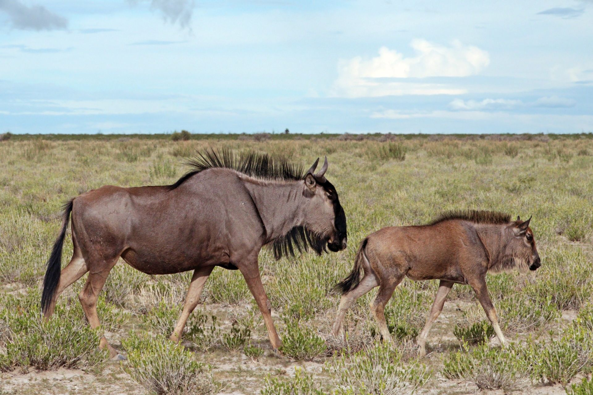 A wildebeest cow walking with her young calf