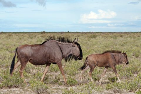 A wildebeest cow walking with her young calf