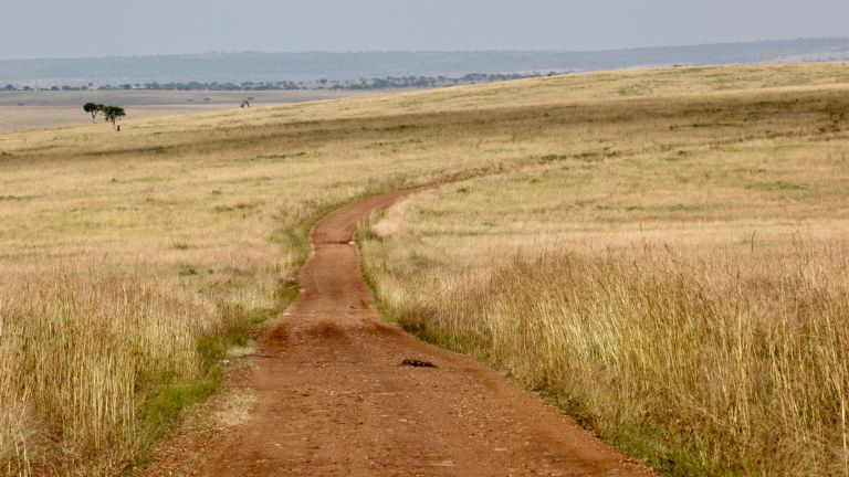 A narrow red footpath winding through tall golden grass
