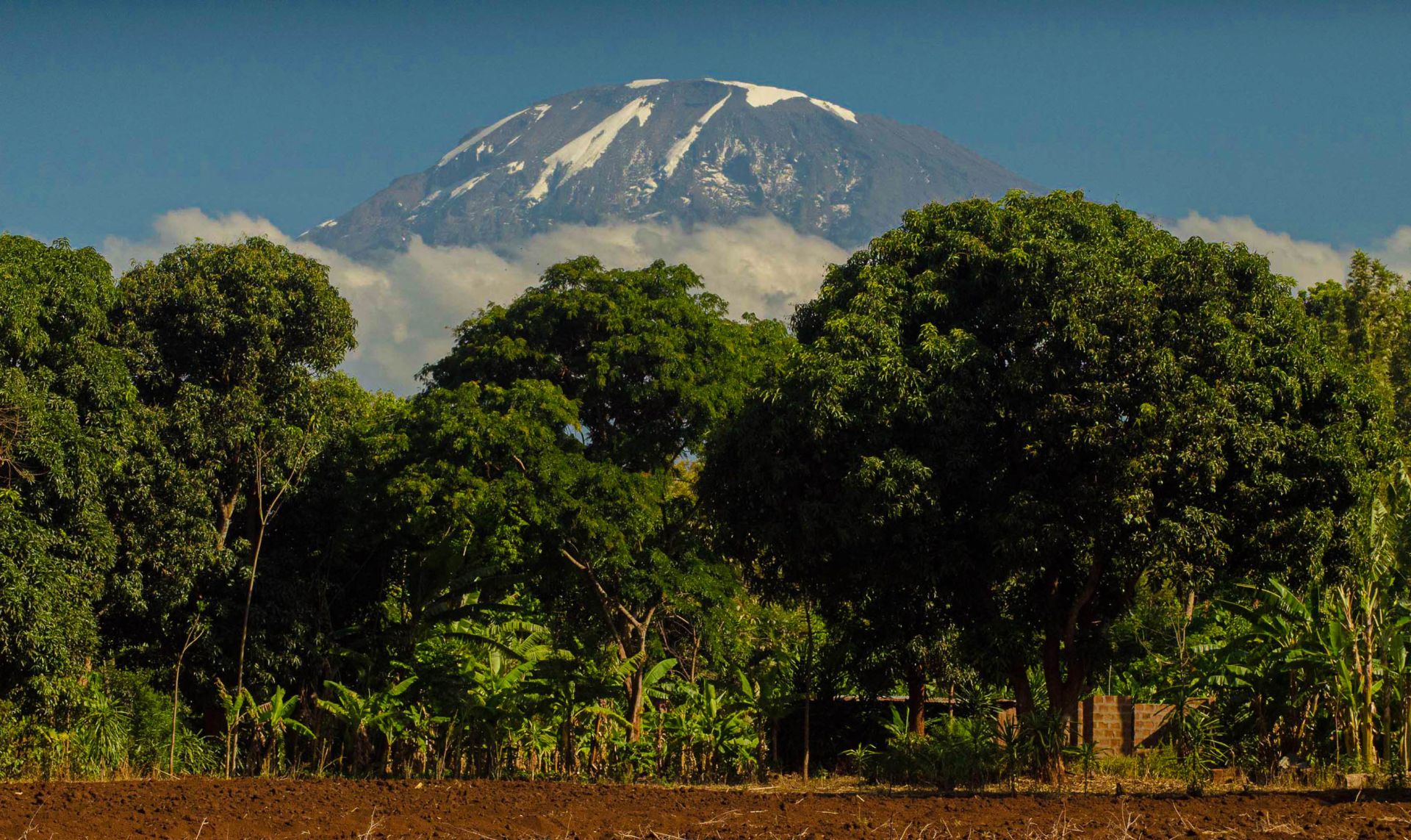 Kilimanjaro's snowy summit above green farmland trees