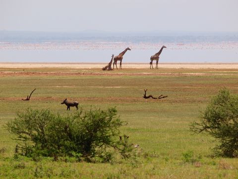 Giraffes and a wildebeest on the green lakeshore at Lake Manyara