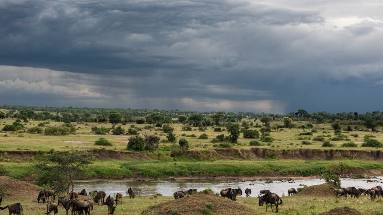Rain falling from dark clouds over green bush and a river with wildebeest