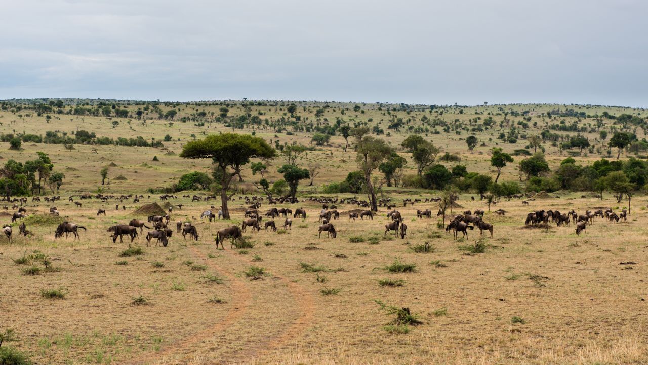 Scattered wildebeest herds across open Serengeti grassland