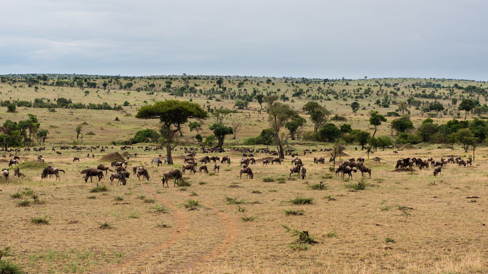 Scattered wildebeest herds across open Serengeti grassland