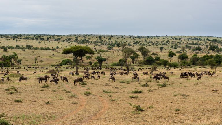 Scattered wildebeest herds across open Serengeti grassland
