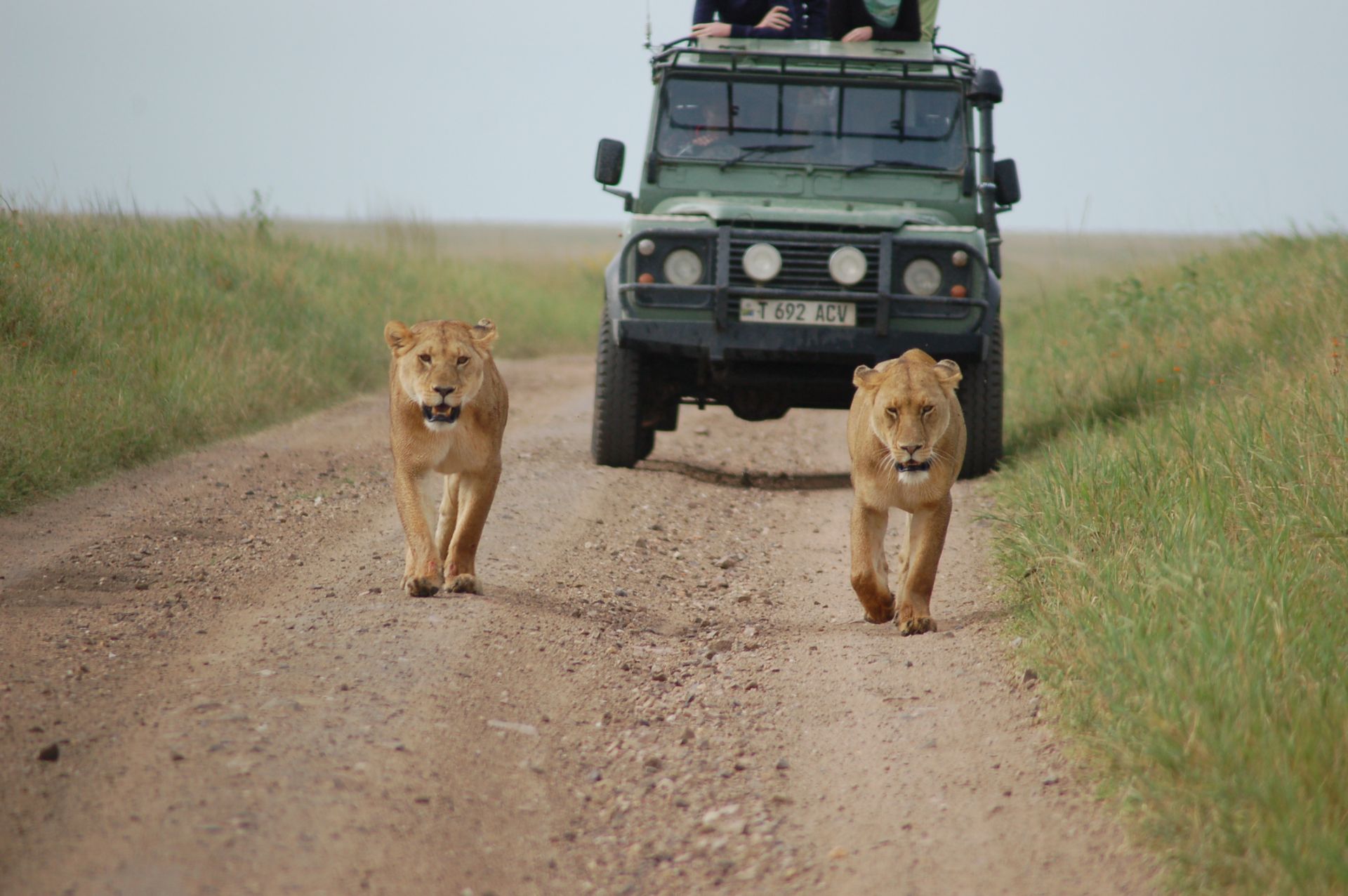 Two lionesses walking down a dirt track ahead of a safari vehicle