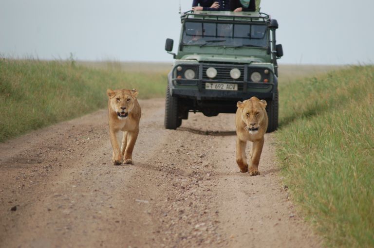 Two lionesses walking down a dirt track ahead of a safari vehicle