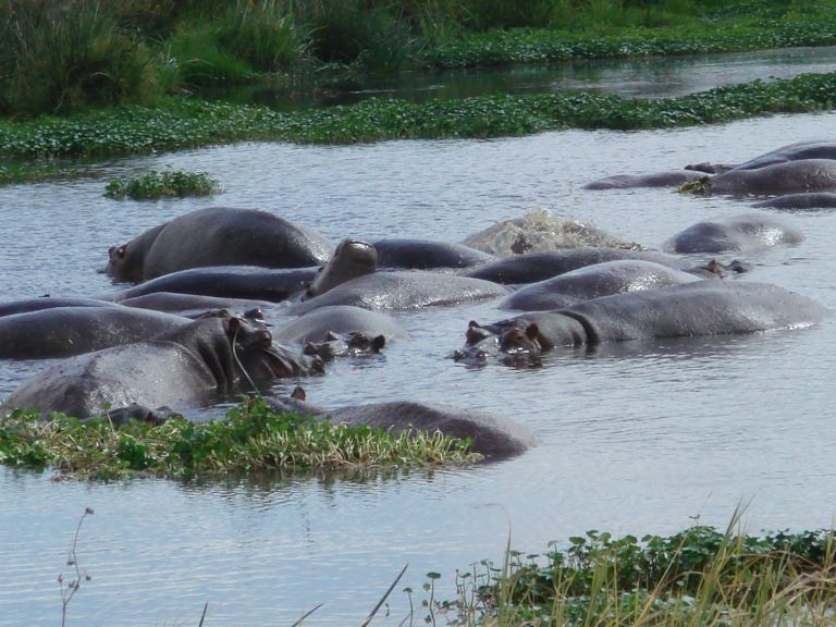 Hippos crowded together in a pool among water plants