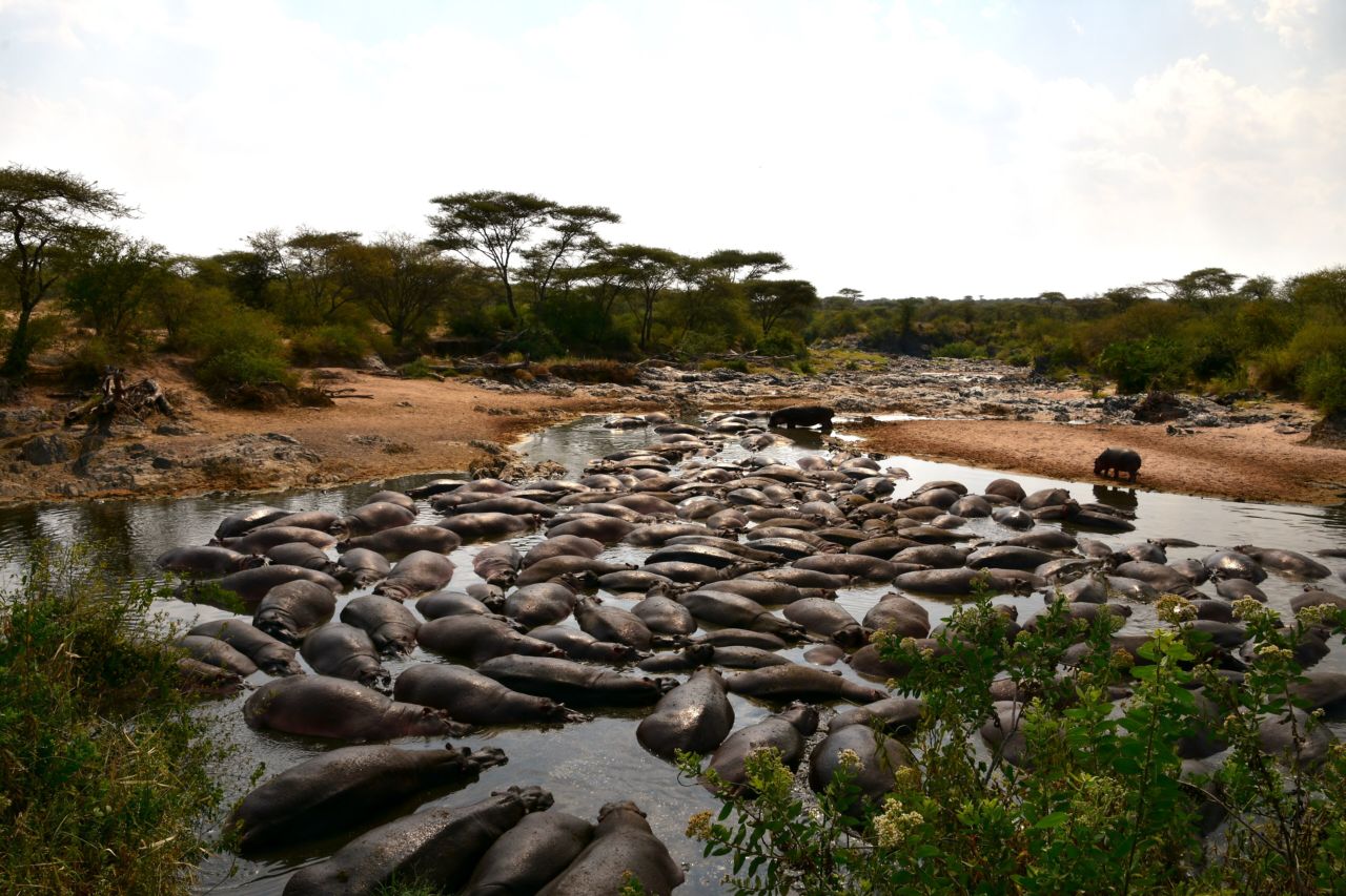 A river pool full of hippos below green acacia woodland